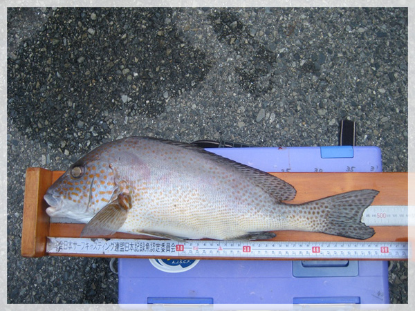 2014年9月例会にてコロダイ50cmを釣り上げた山内昌文さん。
