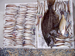 浜松市の加藤様が、釣り上げたキス136匹 ヒラメ58cmと石持26cm
