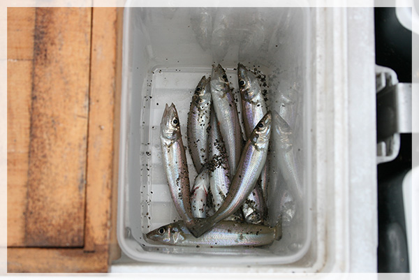 静岡のんき会様所属の清水様で、中間釣果報告キス9匹です。（最終的に13匹釣られ2位でした。）