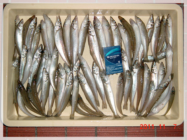 2011年11月7日　鈴木様が橋本海岸にて釣り上げた、キス68匹（小型キスは30匹ほどリリース）。