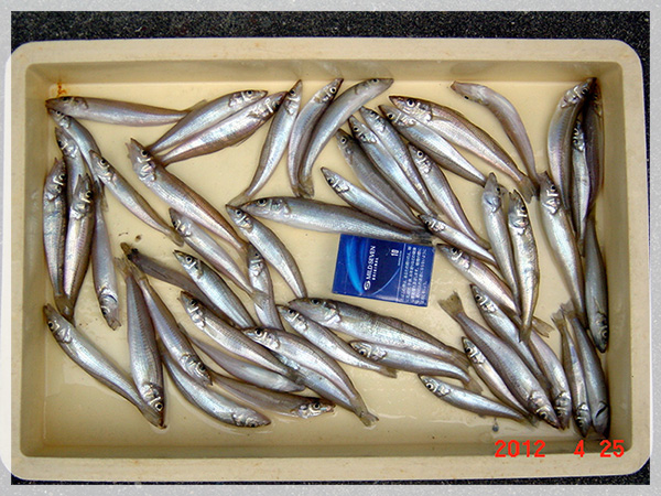 2012年4月25日　長谷川様が新居海岸にて釣り上げた、キス55匹（19～10cm）。