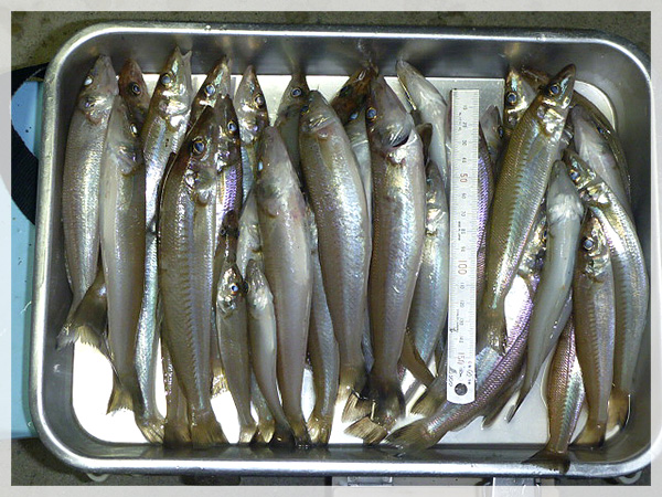 2013年11月9日　中田島海岸での釣果は、総釣り数40匹 ・合格（15cm以上）釣り数37匹/重量が1508gで1匹平均40.7gでした。