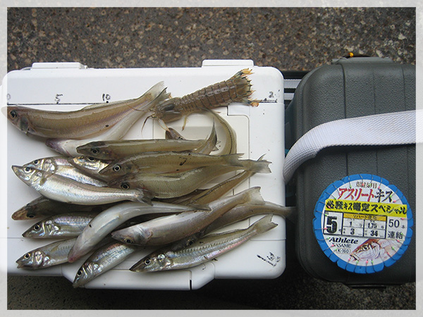 島根県益田市大浜漁港で釣り上げたキス17cmまでを19尾とシャコ1尾。