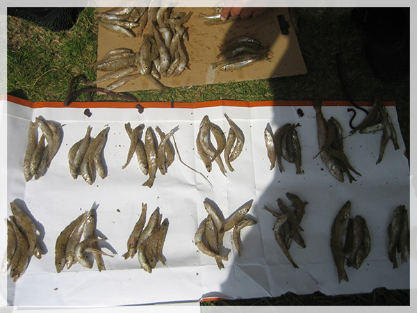 2014年8月31日、京都府京丹後市葛野浜での釣果検量。