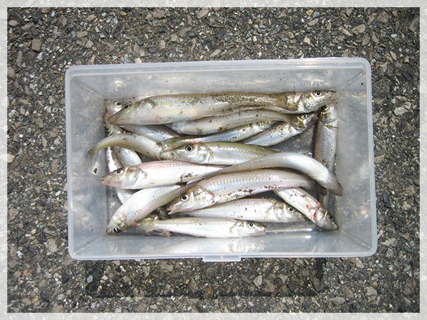 2015年9月5日、徳島県阿南市中林漁港での釣果。