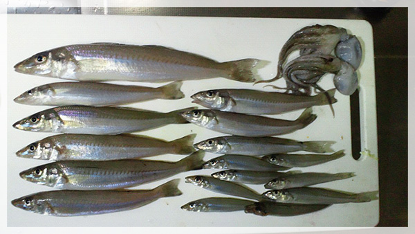 南房総館山湾・香谷海岸で釣り上げたキス17匹+リリース30匹（5cm～25.3cm）の計47匹。