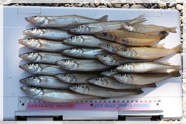 11月20日 中田島で釣り上げた鱚23尾。