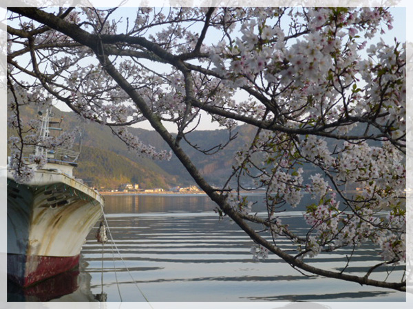 2014年3月28日 三重熊野方面。桜も咲き「釣りシーズンも間近です！！」