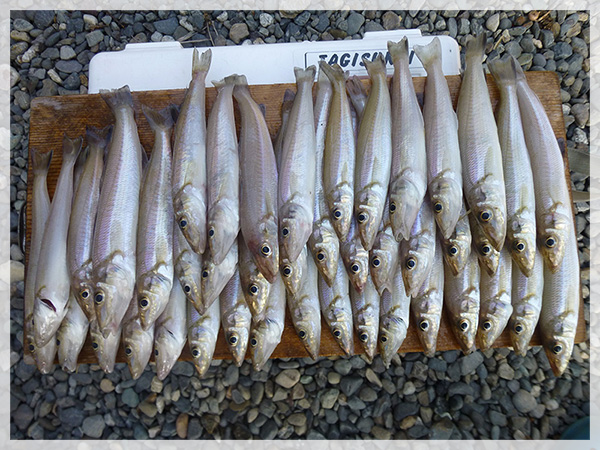 2014年10月27日（月）堀切海岸で鈴木康友様が釣り上げた、キス42匹。