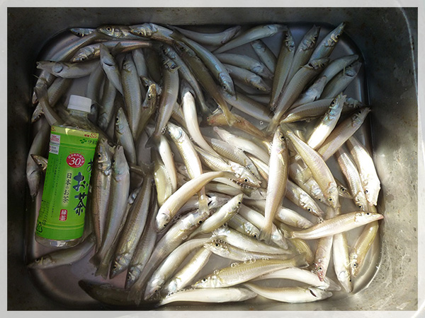 2014年10月28日（火）大石中村海岸で鈴木康友様が釣り上げた、キス88匹。