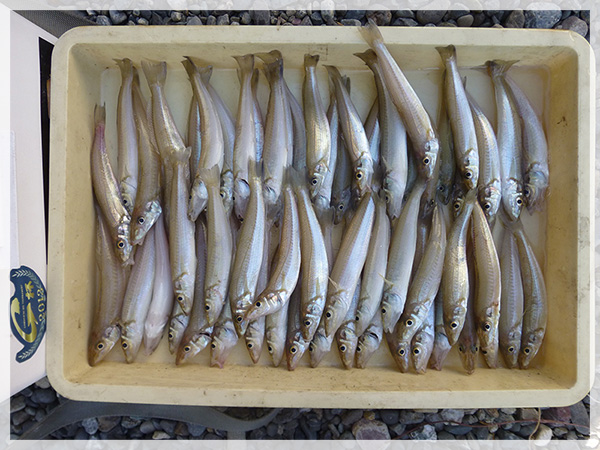 2014年10月29日（水）大石中村海岸で鈴木康友様が釣り上げた、キス58匹。