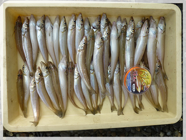 2014年11月28日（金）中田島海岸で鈴木康友様が釣り上げた、キス49匹。