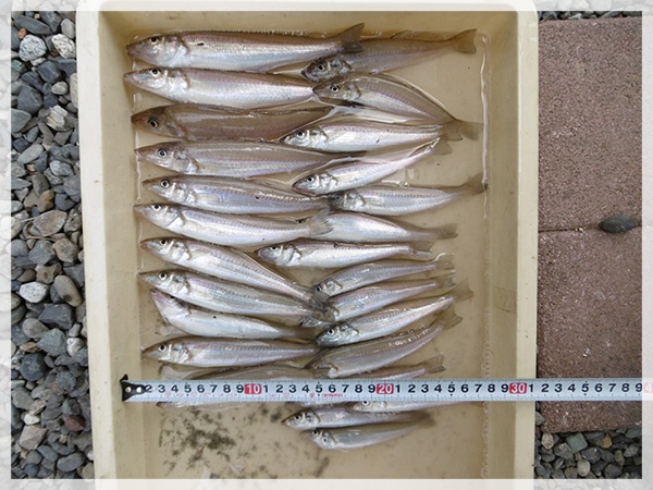 6月16日（火）、中田島海岸での釣果キス26尾（12cm～20cm）。