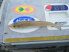 福岡県糸島市の引津湾で釣り上げた、本日最大約25cmのお刺身キス。