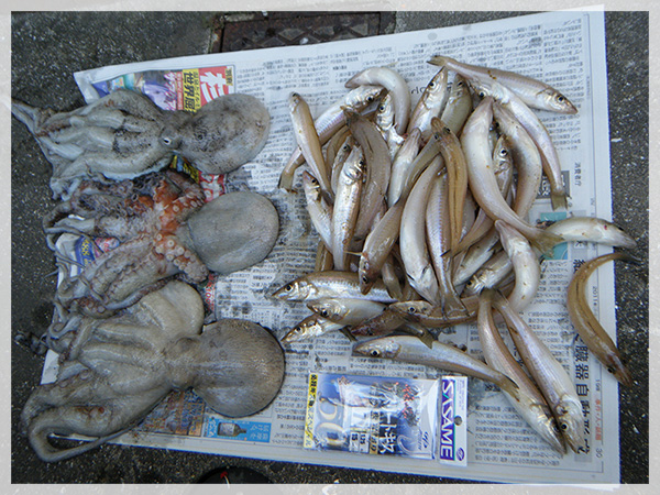 福岡市長浜海岸〜小田海岸で釣り上げた、3匹のタコと40匹程のキス。