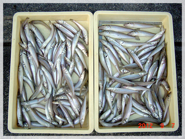 浜松市の鈴木様が帰りにご来店下さいました。15時45分まで釣られ、最終的に釣り上げたキスは144匹でした。