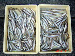 中田島海岸にて浜松市の鈴木様（浜松多鱚会会長）が釣り上げたキス144匹。