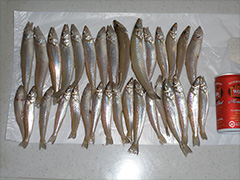 5月26日加藤様が静岡県浜松市の大倉戸海岸にて釣り上げた、キス32匹。