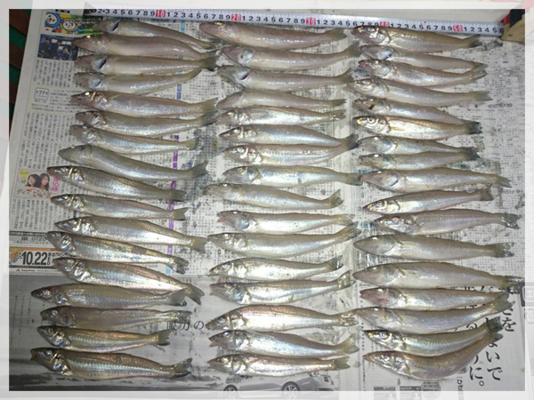 10月16日山田様が愛知県の高松海岸にて釣り上げた、キス50匹（22～16cm）。