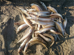 10月16日山田様が愛知県の高松海岸にて釣り上げた、キス50匹（22～16cm）。