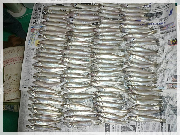 10月18日山田様が愛知県の高松海岸にて釣り上げた、キス103匹。