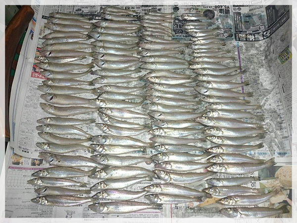 10月19日山田様が愛知県の堀切海岸にて釣り上げた、キス105匹。