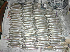 10月19日山田様が愛知県の堀切海岸にて釣り上げた、キス105匹。