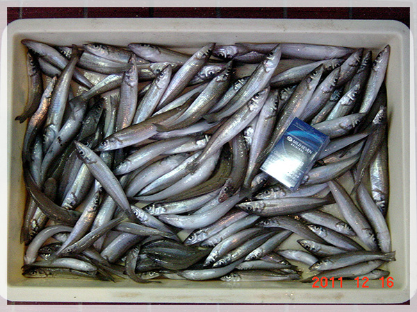 2011年12月6日　森川様が中田島海岸にて釣り上げた、キス107匹（20～15cmのキスが72匹）。