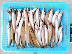 8月18日加藤様が静岡県の大倉戸海岸にて釣り上げた、キス50匹。