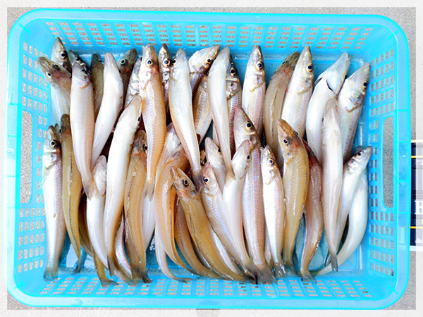 8月18日加藤様が静岡県の大倉戸海岸にて釣り上げた、キス50匹。