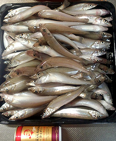9月6日長谷川様が静岡県浜松市の中田島海岸にて釣り上げた、キス79匹。