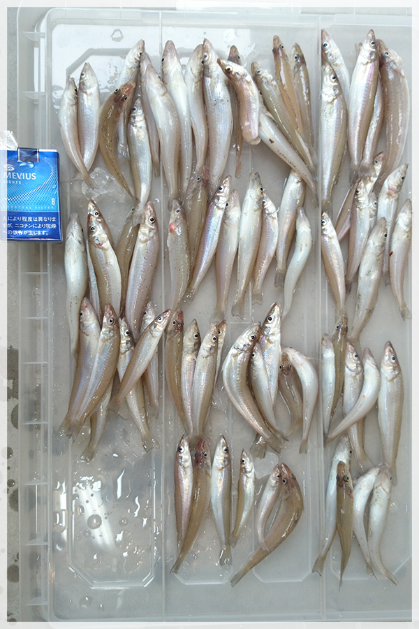 8月27日加藤様が静岡県の大倉戸海岸にて釣り上げた、キス42匹。