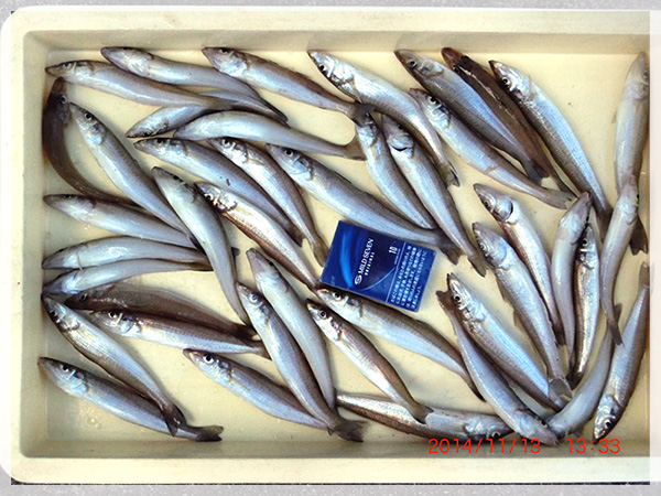 2014年11月13日水嶋様が愛知県の七根海岸にて釣り上げた、キス42匹（19cm～15cm）。。