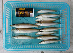 2015年6月7日（日）加藤様が愛知県伊古部海岸にて釣り上げた、キス11匹。