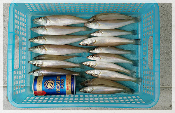 2015年6月14日（日）加藤様が細谷海岸にて釣り上げた、キス17匹。