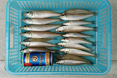 2015年6月14日（日）加藤様が愛知県細谷海岸にて釣り上げた、キス17匹。