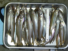 2013年11月9日　中田島海岸での釣果は、総釣り数40匹 ・合格（15cm以上）釣り数37匹/重量が1508gで1匹平均40.7gでした。