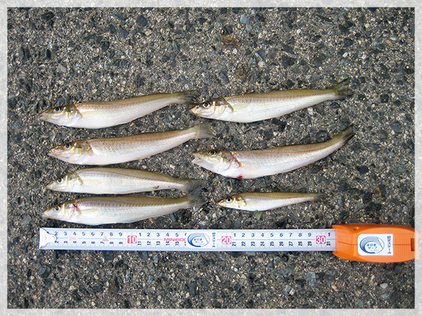 初日の釣果は、18cm主体で7尾。