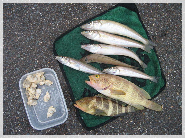山口県須佐湾での初日の釣果、キス、マハタと今回の餌の１つ、ボイルのアサリ。