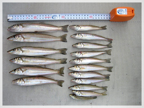 徳島県阿南市中林漁港での釣果（17尾）。7日の総合計は105尾。