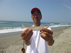 中田島海岸で釣り上げた、22cmの鱚。