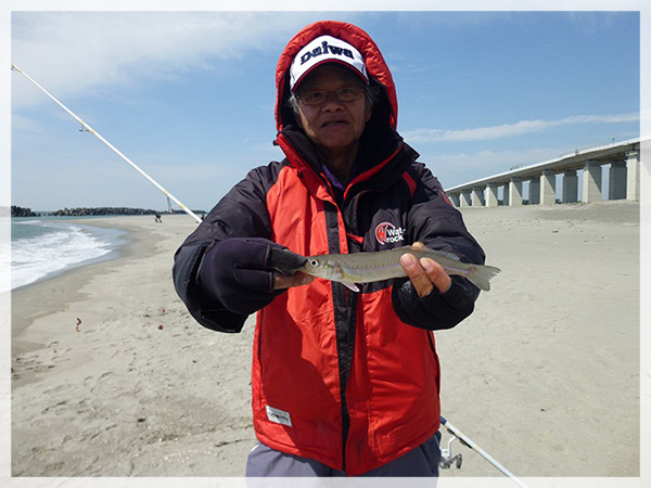 2015年3月28日（土）新居海岸にて加藤会員が釣り上げた23cmオーバーの良型鱚。