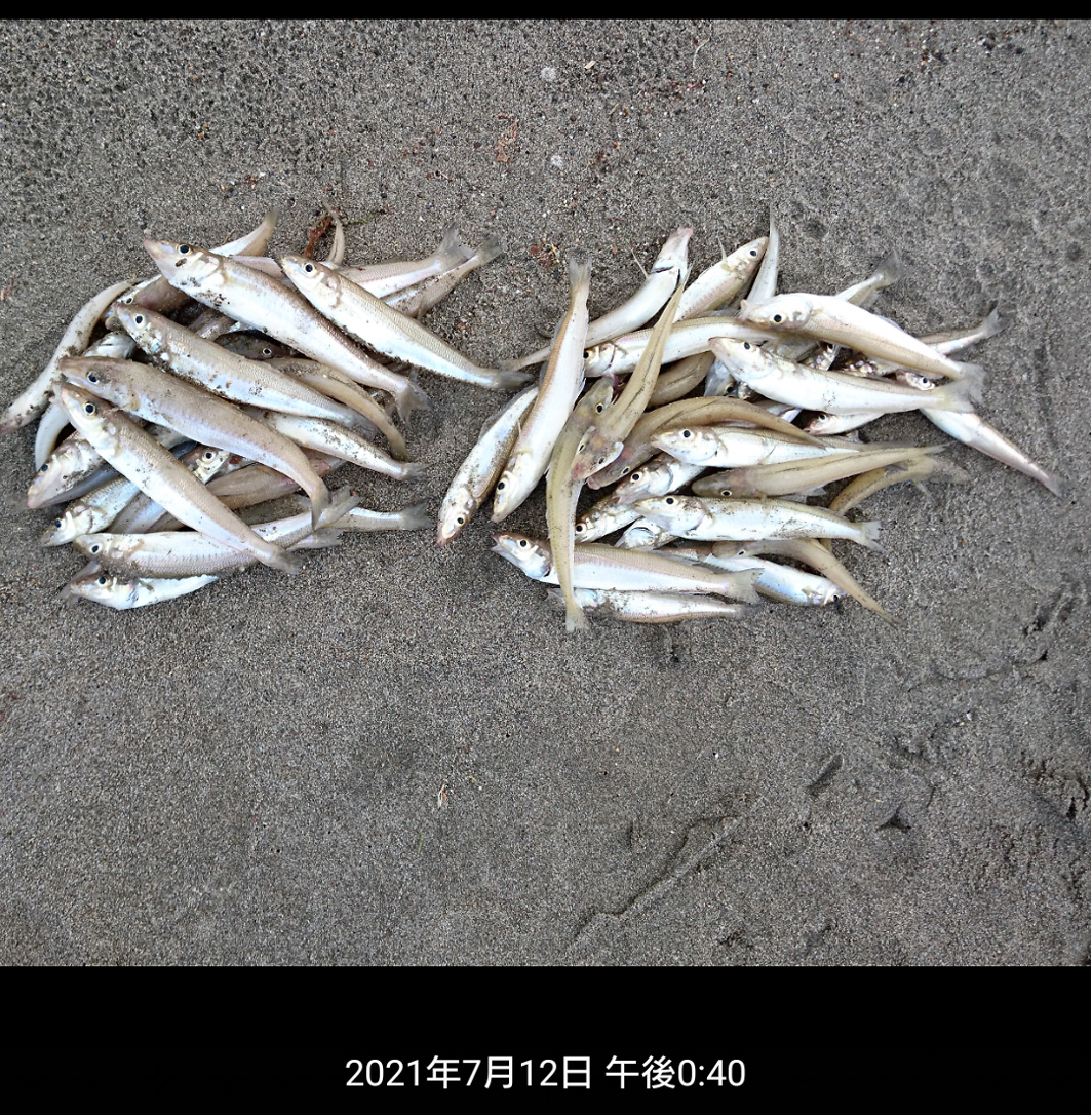 釜谷浜での釣果。キス52匹。（2021年7月12日/月曜日）
