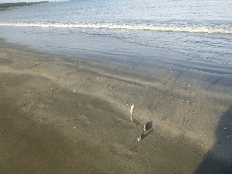 9月4日 報知キス釣り選手権　決勝大会で徳島県北の脇海岸に釣行しましたっの巻